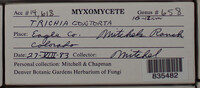 Trichia contorta image